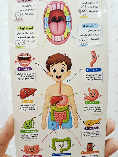 استیکر برش خورده آناتومی بدن